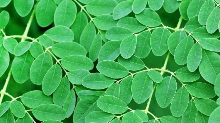 Alasan Banyak Orang Mulai Mengonsumsi Daun Kelor