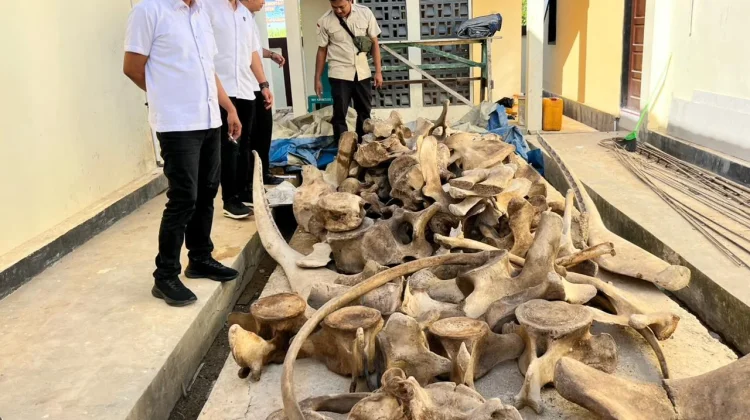 Polda PBD Amankan 1 Tersangka Kasus Perdagangan Satwa yang Dilindungi