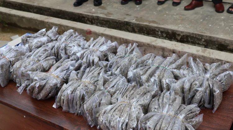 Polda Papua Barat Daya Musnahkan Barang Bukti 8.288,57 Gram Ganja