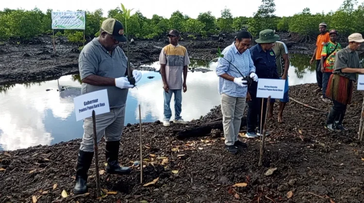 Rehabilitasi Mangrove, Gubernur Tekankan Pentingnya Pelestarian