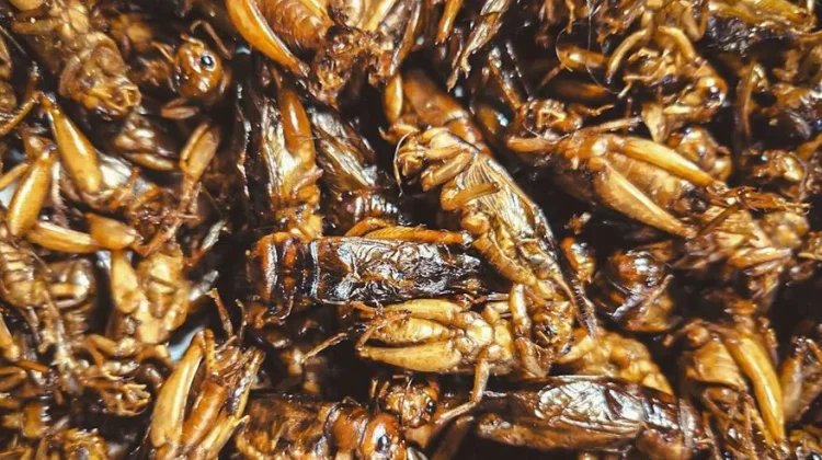 Makanan Ekstrem dari Berbagai Negara