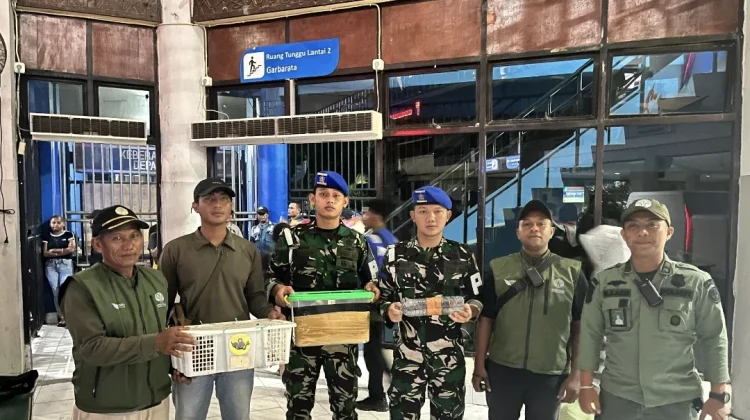 Aksi Penyelundupan Burung Langka di Pelabuhan Sorong Digagalkan TNI AL dan BBKSDA