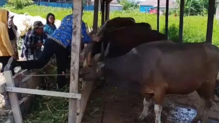 Pemprov Siapkan 7 Sapi Kurban Bantuan Presiden Berbobot 800 Kg di PBD