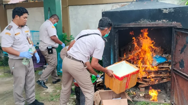 Balai Karantina Hewan, Ikan dan Tumbuhan Laksanakan Pemusnahan Pembawa HPHK