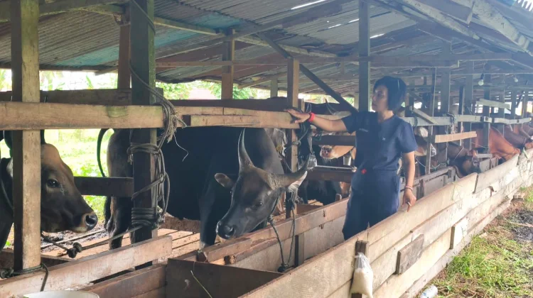 Pemprov Papua Barat Daya Pastikan Kelayakan Hewan Kurban Idul Adha 2026