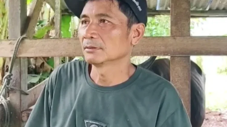 Peternak Lokal Keluhkan Masuknya Sapi dari Luar Papua Barat Daya
