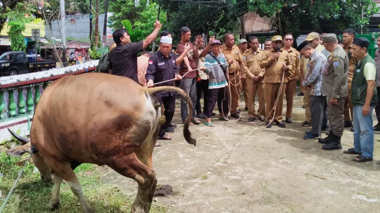 Pemkot Sorong Sumbang 30 Hewan Kurban untuk Idul Adha 1447 H
