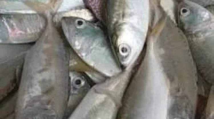 Ikan Lokal Ini Lebih Hebat dari Salmon, Bikin Otak Anak Cerdas