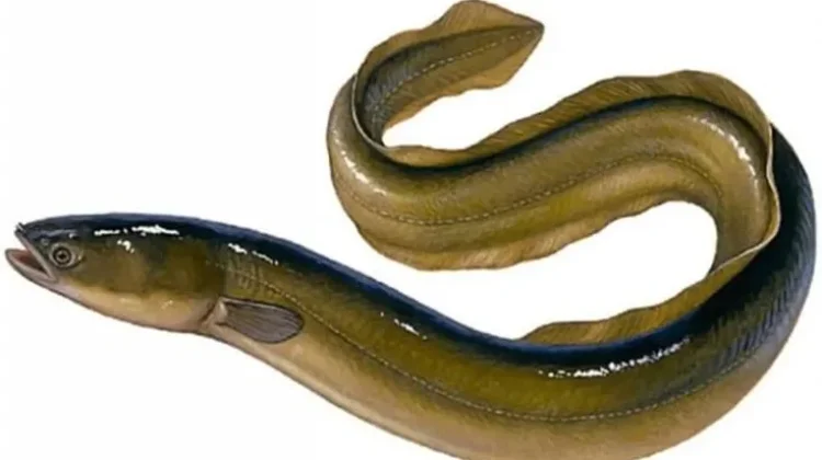 Terungkap, Ikan Sidat Lebih Unggul Dari Ikan Salmon