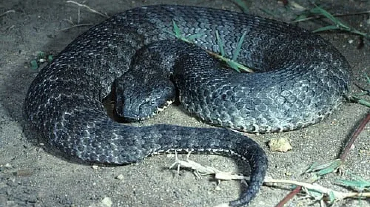 Mengenal Death Adder, Ular Mematikan Asal Papua