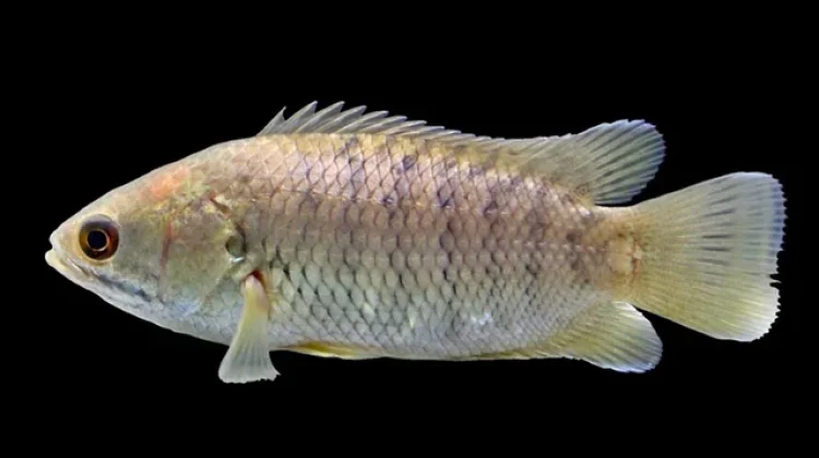 : Penghuni Rawa Kalimantan yang Unik, Ikan Papuyu Dilengkapi Dua Alat Pernapasan