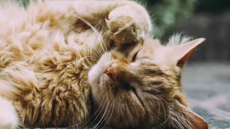 Mengapa Banyak Orang Jatuh Hati pada Kucing