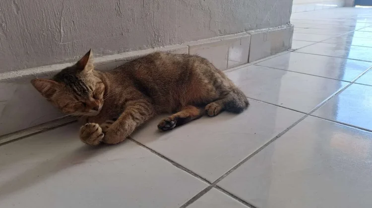 Kutu Kucing Kecil namun Punya Kemampuan Luar Biasa