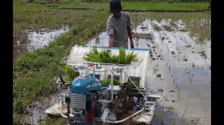 Petani Sorong Apresiasi Bantuan Rice Transplanter Aspirasi Robert Kardinal