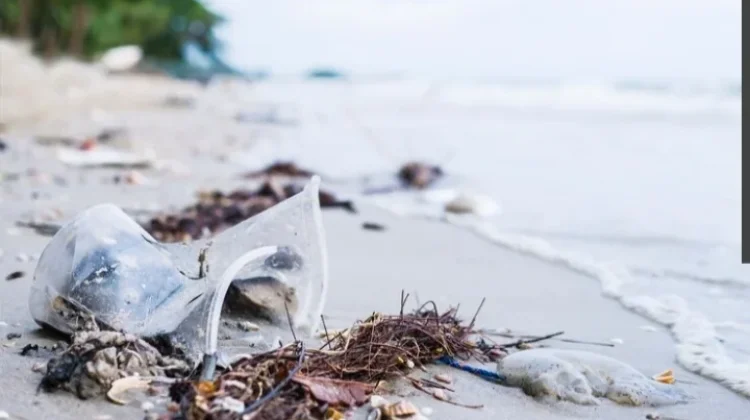 DLH Raja Ampat Soroti Ancaman Limbah dan Sampah terhadap Ekosistem Laut