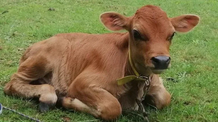 Mengenal Ritual Sapi Merah dalam Tradisi Yahudi