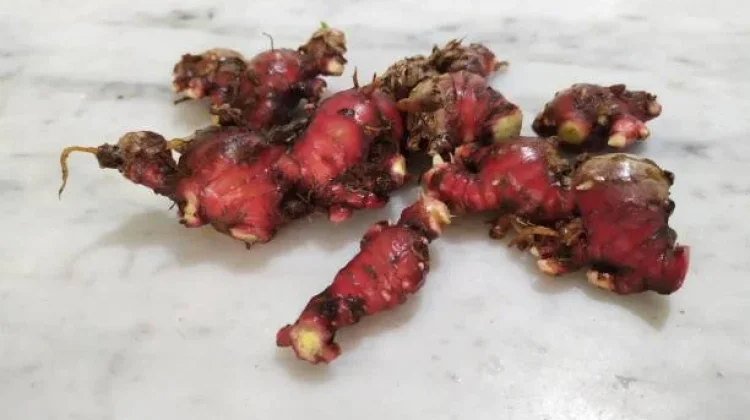 4 Alasan Jahe Merah Wajib Ada di Rumah
