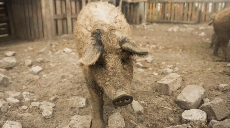 Mengenal Babi Berbulu Domba yang Unik dari Hungaria
