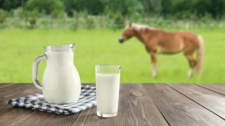 Susu Sapi vs Susu Kuda: Mana Lebih Sehat Menurut Pakar