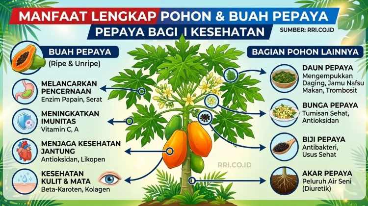 Tanaman Pepaya Menyimpan Banyak Manfaat dari Buah hingga Akar