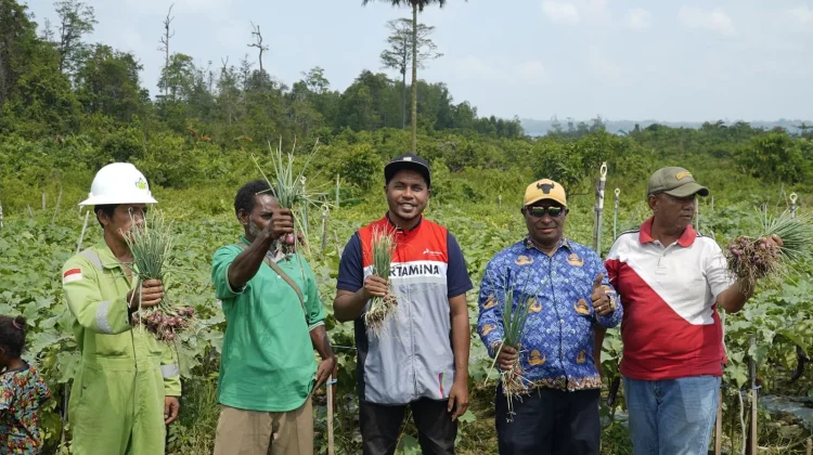Ukir Sejarah Kemandirian Pangan Papua, Kilang Kasim Dampingi Petani Klayas