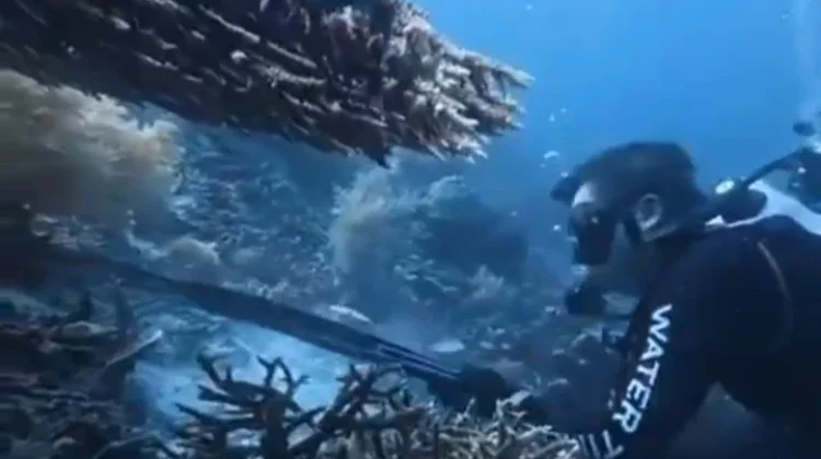 Polisi Dalami Tujuan WNA Tiongkok ke Raja Ampat, Hobi Diving Jadi Sorotan