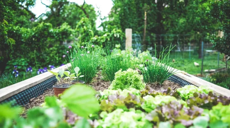 Berkebun di Rumah: Tren Urban Gardening di Kalangan Anak Muda