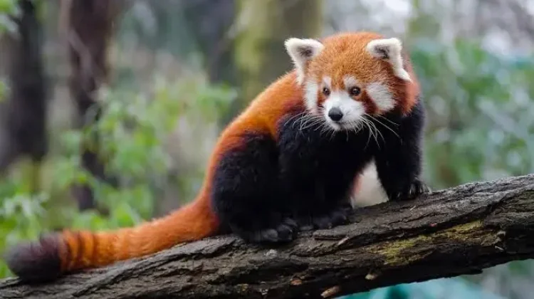 Mengenal Cara Panda Merah Bertahan saat Menghadapi Ancaman