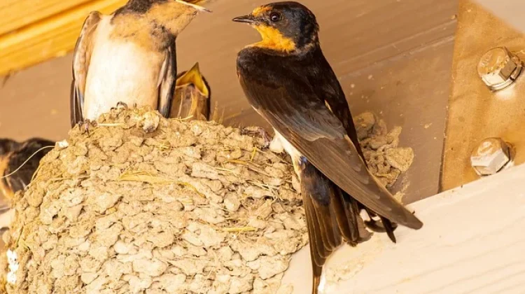 Sarang Burung Walet Indonesia Masuk Daftar Bahan Makanan Termahal Dunia 2026