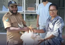 Dinas Peternakan Tambrauw Salurkan 60 Ekor Ayam Potong ke Warga Distrik Fef