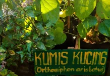 Ini Manfaat Daun Kumis Kucing untuk Kesehatan