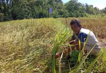 Nilai Tukar Petani Februari 2026 Turun 0,68 Persen