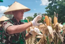 Yonif TP 807/ MNM Sorsel Panen Raya Jagung
