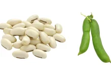 Kacang Koro jadi Alternatif Pangan Bernutrisi Tinggi