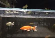 Melihat Ikan Hias Bisa Kurangi Stres Harian Anda