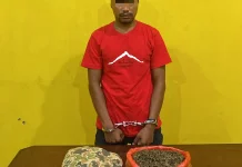Polresta Sorong Kota Ungkap Kasus Ganja 485 Gram, Satu Tersangka Diamankan