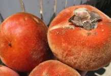 Surga Tropis : 8 Buah Unik Indonesia yang Layak di Coba