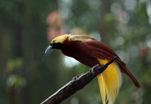 Balada Cenderawasih: Pesona Tarian Papua yang Terinspirasi Burung Surga