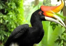Mengenal Rangkok Badak, Burung ikonik hutan Kalimantan dan Sumatera