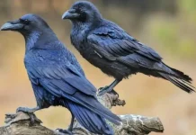 Fakta Menarik Gagak Flores yang jarang diketahui