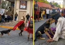 Viral Momen Tak Terduga Anjing Lindungi Pemeran Yesus saat Jalan Salib