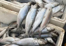 Hidangan Ikan Bandeng: Lezat, Bergizi, dan Kaya Tradisi