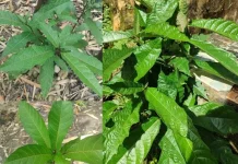Sayur Gohi: Kuliner Bambu Unik Suku Tehit Teminabuan