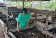 Pemanfaatan Maggot BSF Jadi Solusi Pengolahan Sampah Organik di Papua Barat Daya