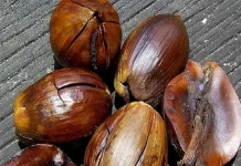 Minyak Tengkawang, Alternatif Bahan Makanan dan Kosmetik dari Hutan Kalimantan