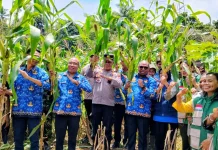 Panen Jagung, Pemkot Sorong Dorong Penguatan Ketahanan Pangan