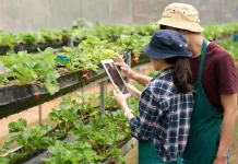 Ide Usaha Pertanian yang Cocok untuk Milenial & Gen Z