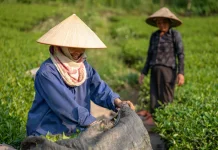 Perbedaan Hidroponik dan Tanam Lahan Mana Lebih Hemat