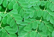 Alasan Banyak Orang Mulai Mengonsumsi Daun Kelor