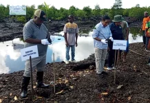 Rehabilitasi Mangrove, Gubernur Tekankan Pentingnya Pelestarian